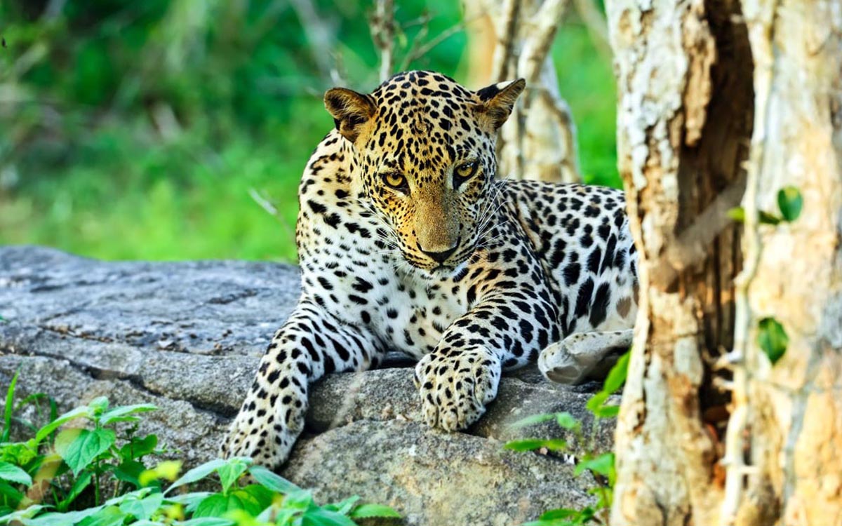 Yala National Park